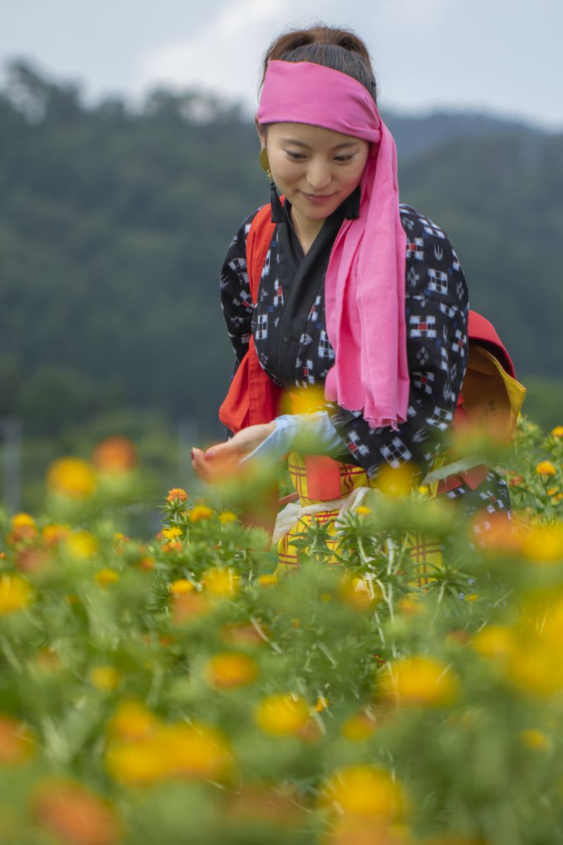 白鷹町の紅花摘み 人物 女性 Ganref
