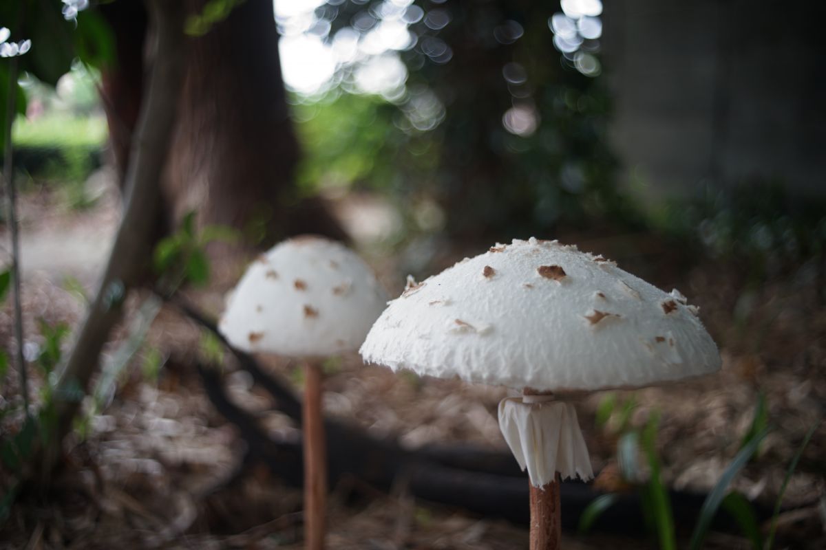 大きな白い傘 植物 キノコ Ganref