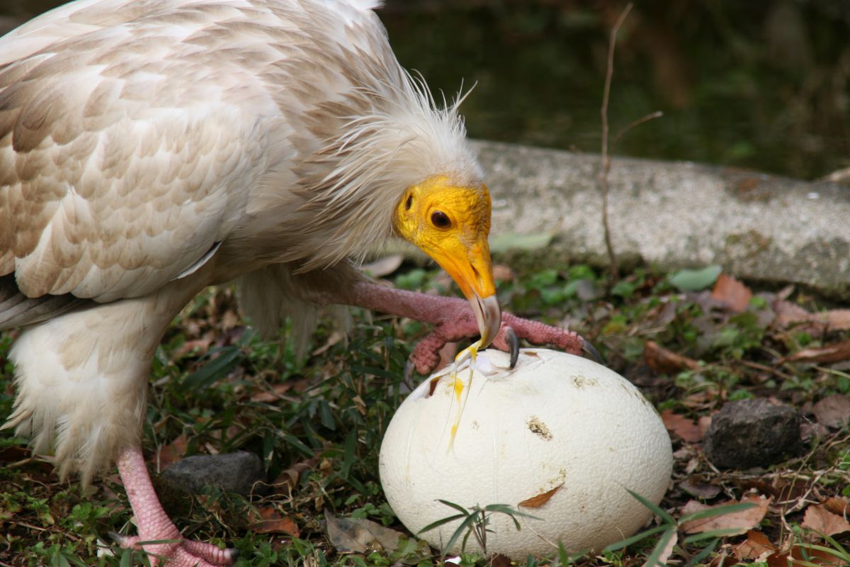 エジプトハゲワシの食事 動物 鳥類 Ganref