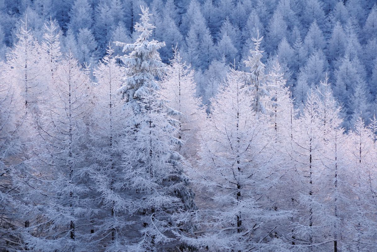 霧氷林 自然 風景 高原 Ganref