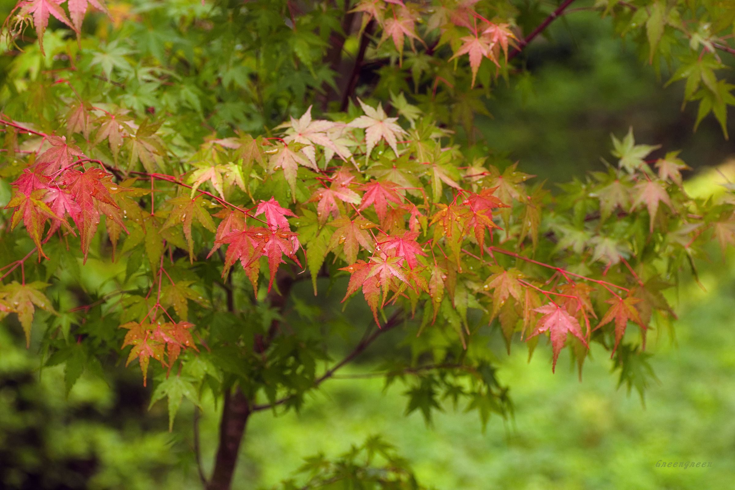 こう | 宝筐院の紅葉🍁 ・ ・ ・ 京都は嵐山、宝筐院の紅葉