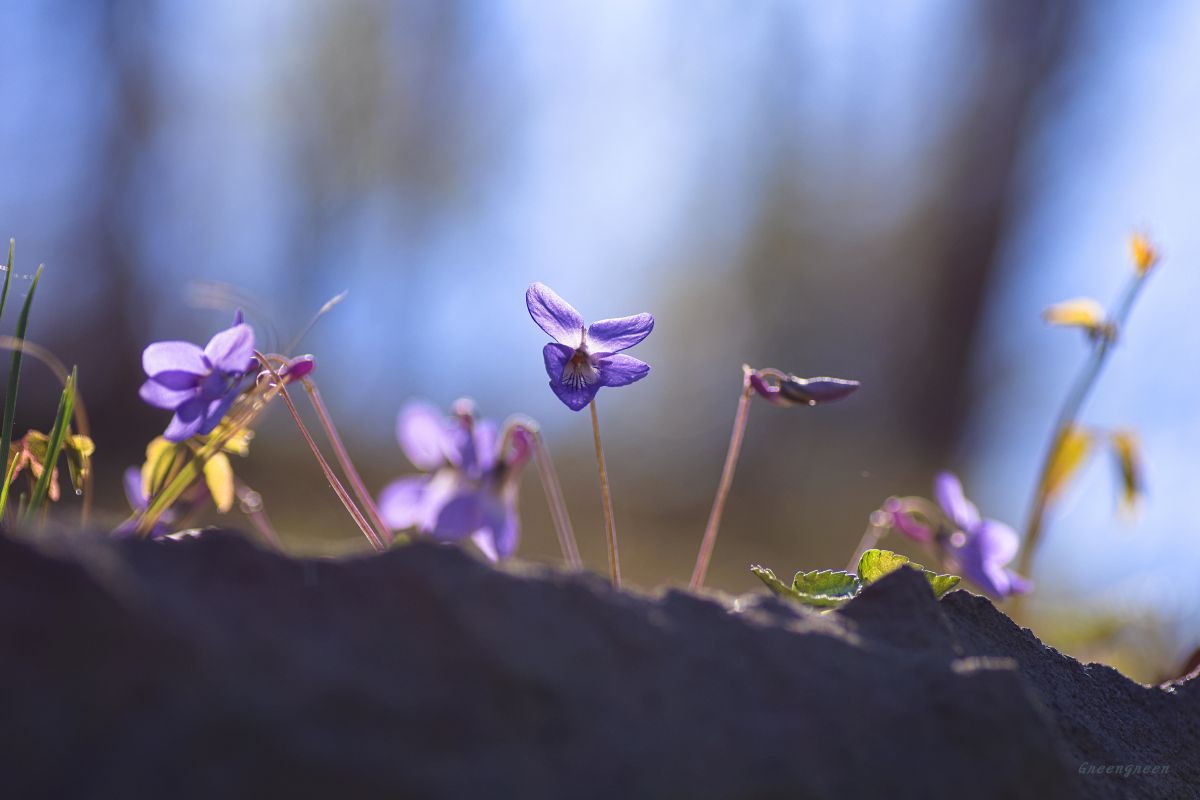 薄紫の君 植物 花 花びら Ganref