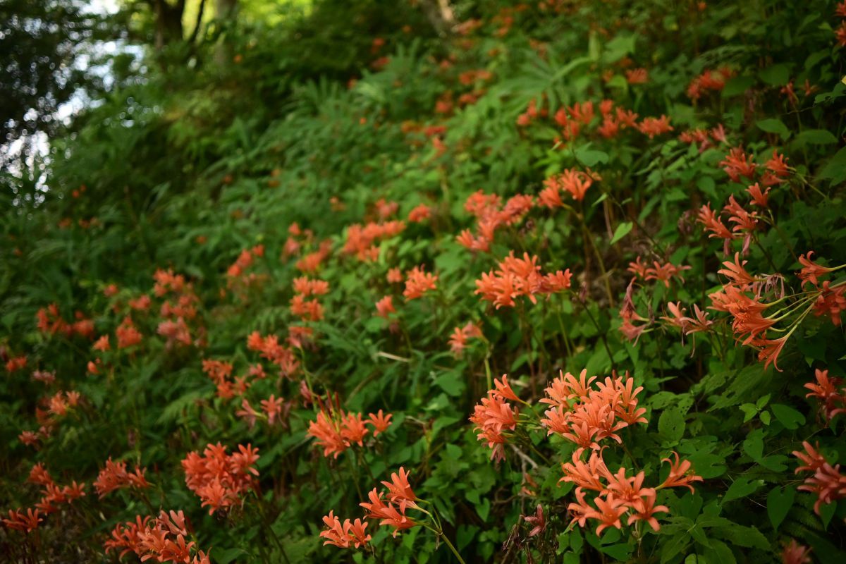 参考写真① NIKKOR Z DX 24mm f/1.7で撮影された写真 | 写真検索 | GANREF