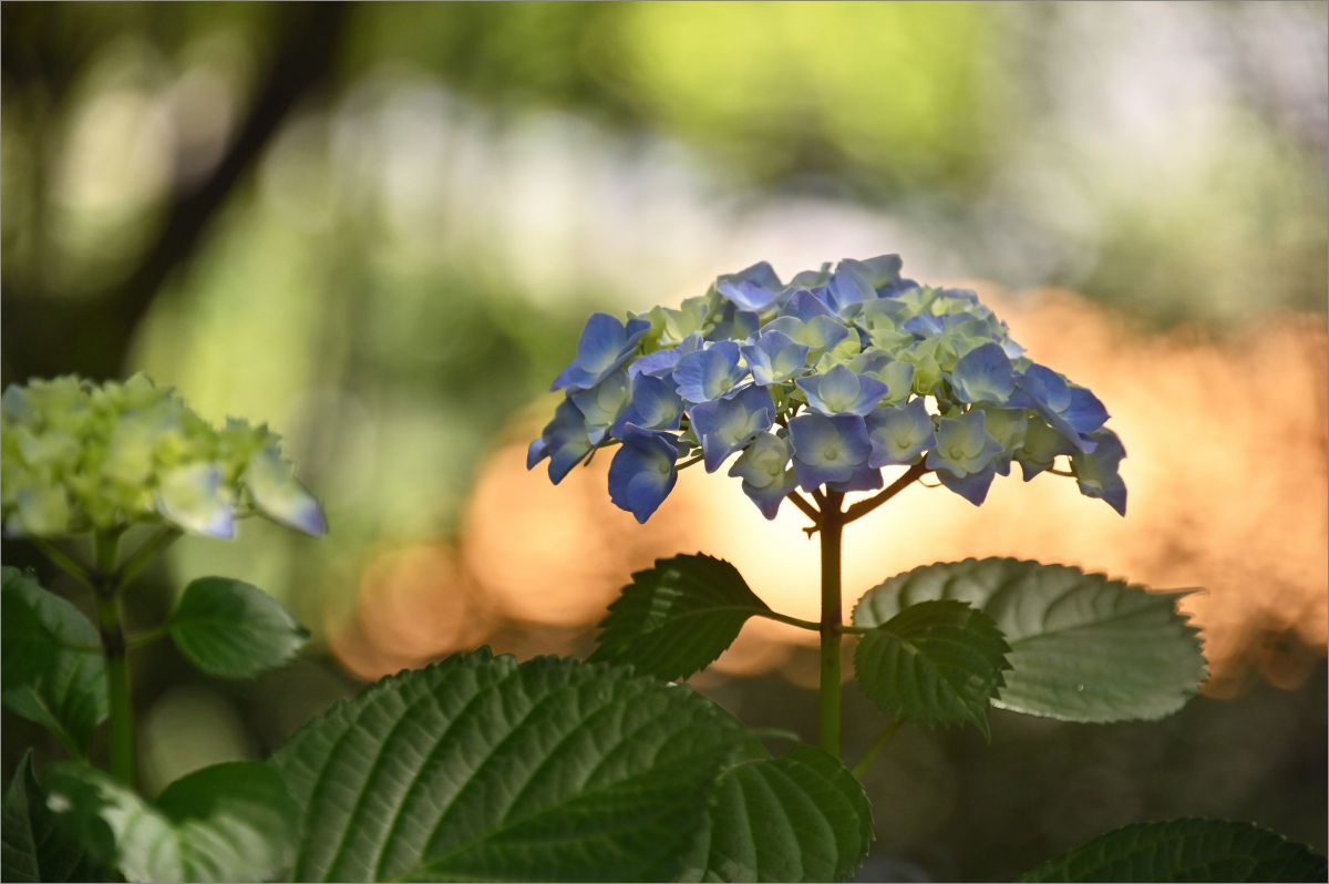 楽しみは雨降り 植物 花 花びら Ganref