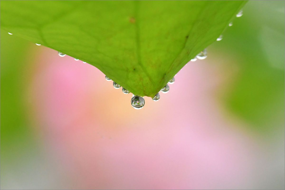 Ai Micro-Nikkor 105mm f/2.8Sで撮影された写真 | 写真検索 | GANREF