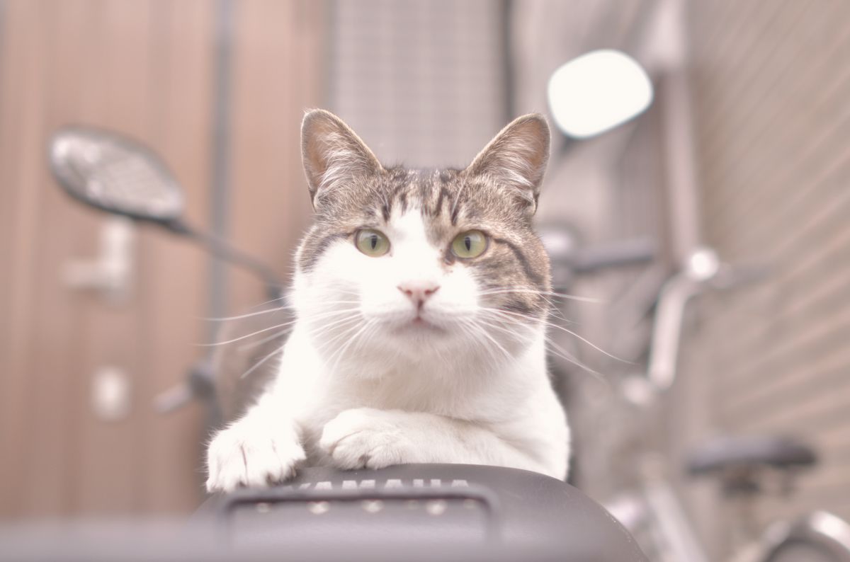 バイクの上の猫 動物 猫 Ganref