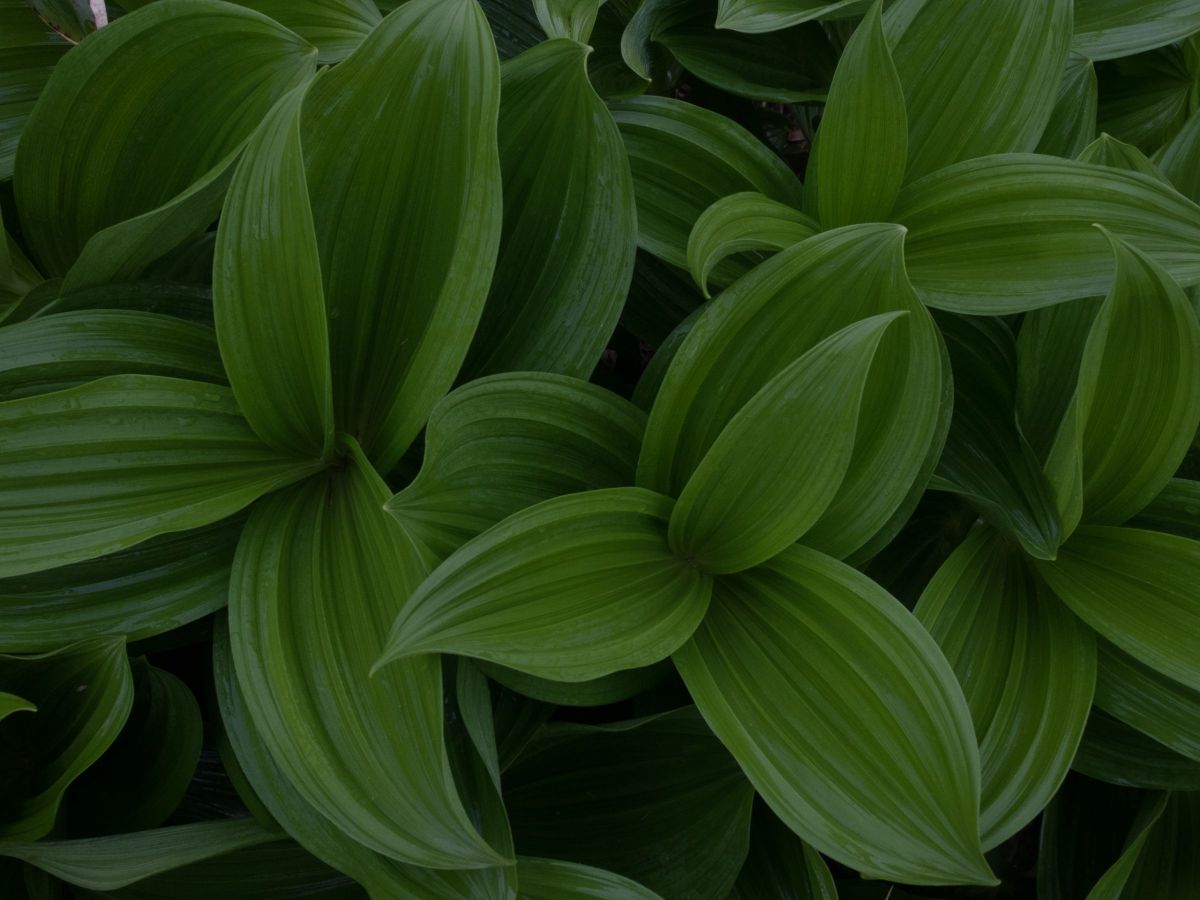 コバイケイソウ 植物 草 葉 芽 Ganref