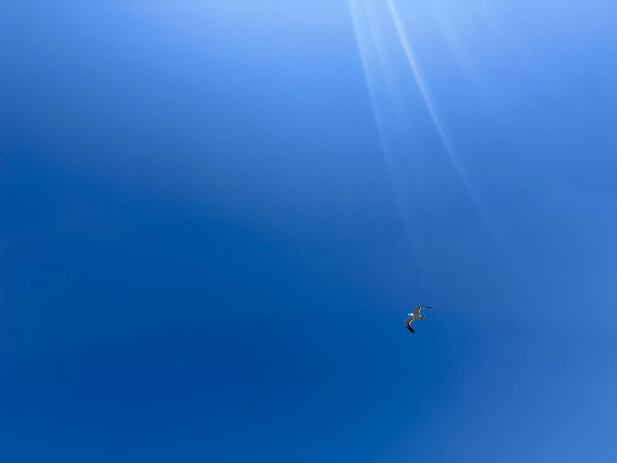 sea | GANREF