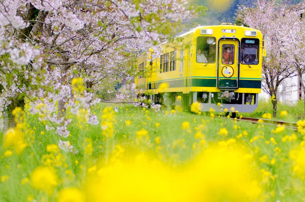春色の電車に乗って 乗り物 交通 鉄道 駅 Ganref
