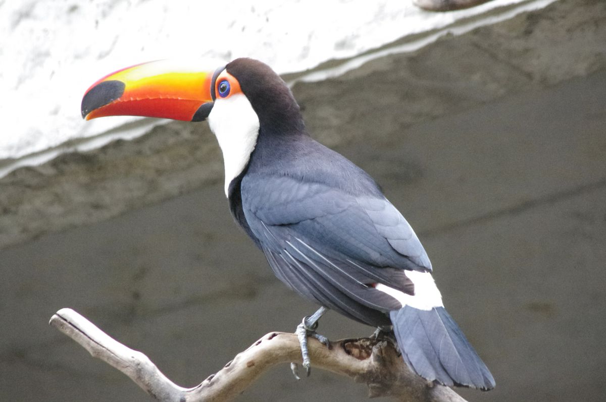トゥッカーノ 上野動物園 動物 鳥類 Ganref