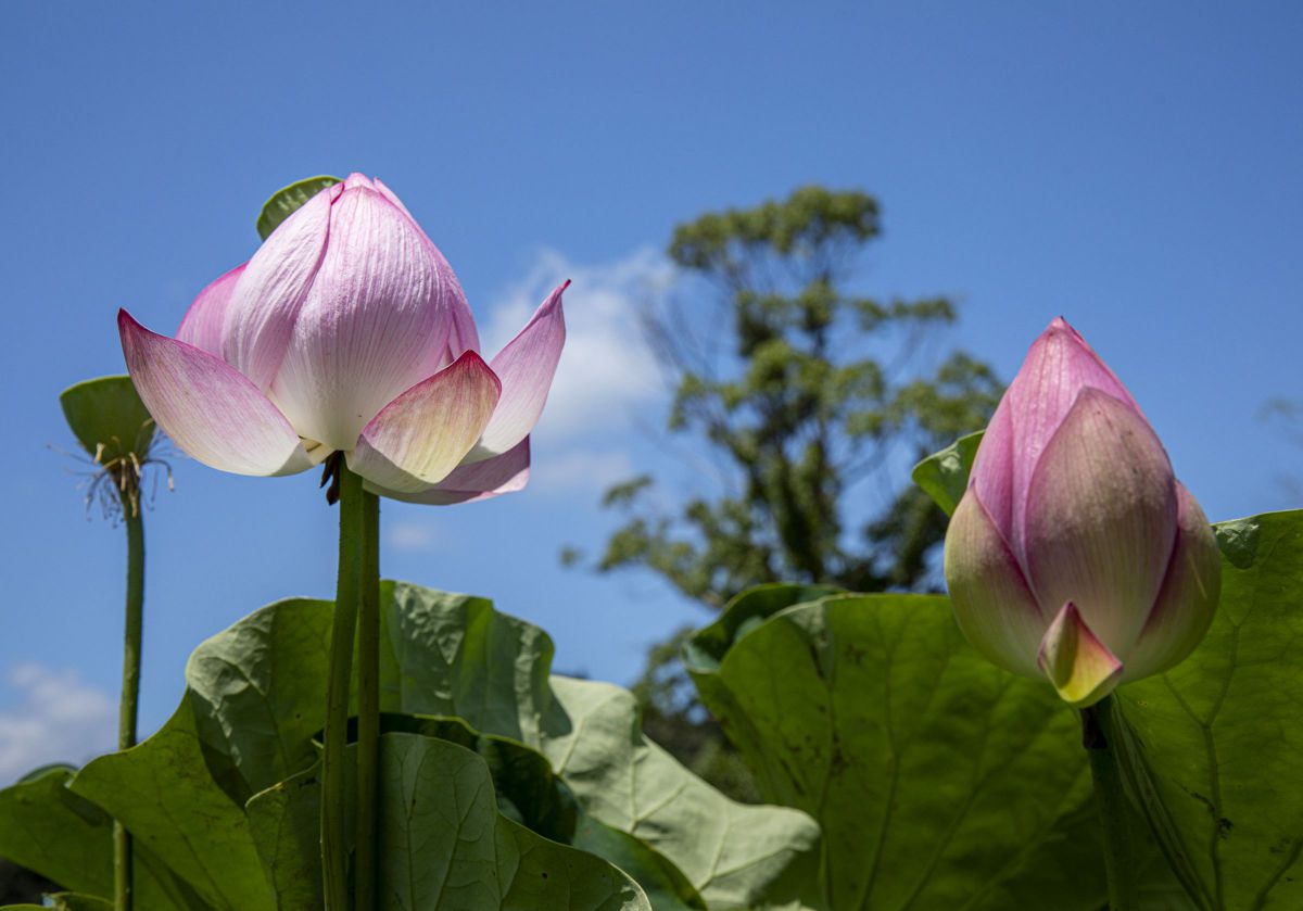 EF24-70mm F2.8L II USMで撮影された写真 | 写真検索 | GANREF
