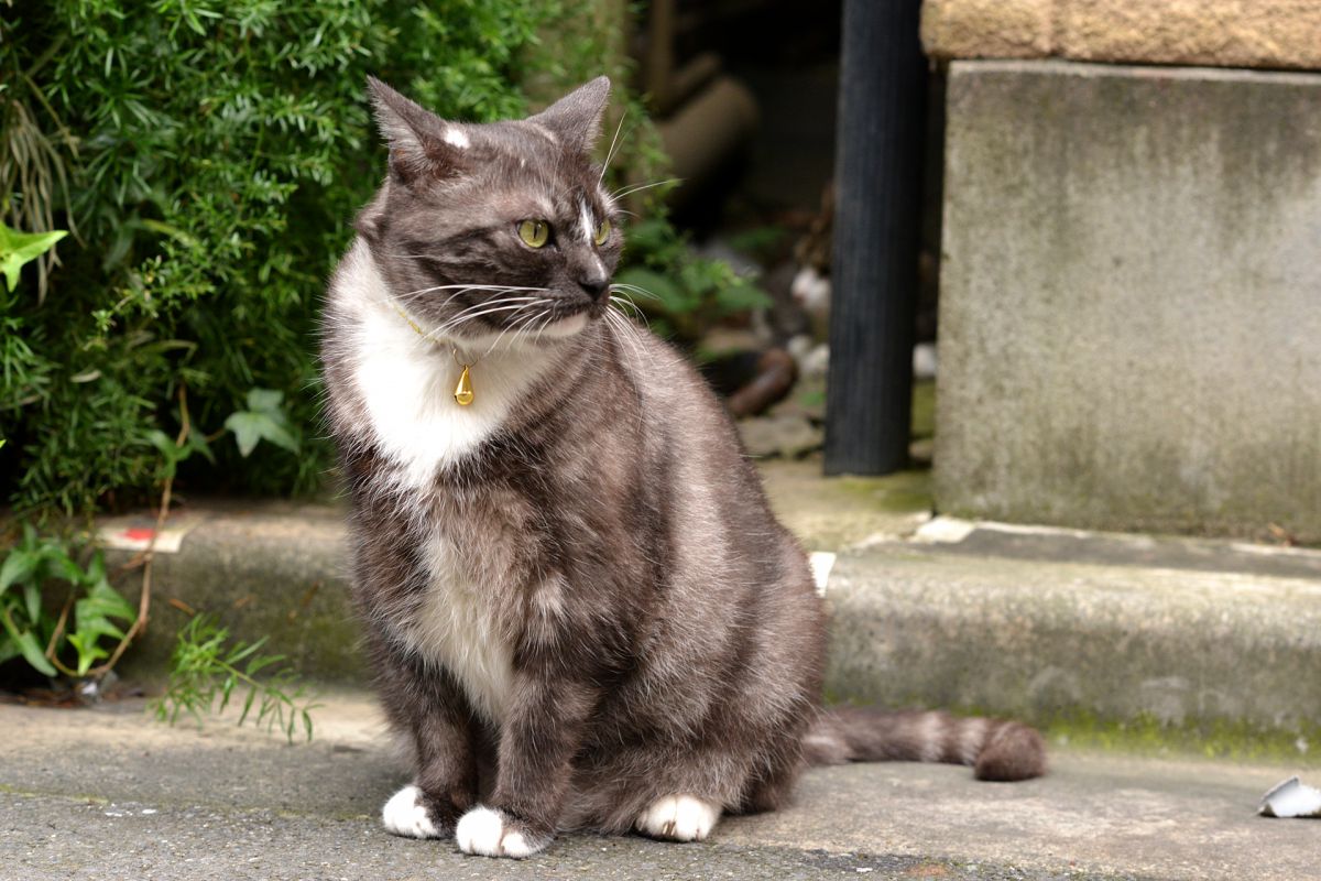 横綱の貫禄 動物 猫 Ganref 横綱の貫禄 動物 猫 Ganref