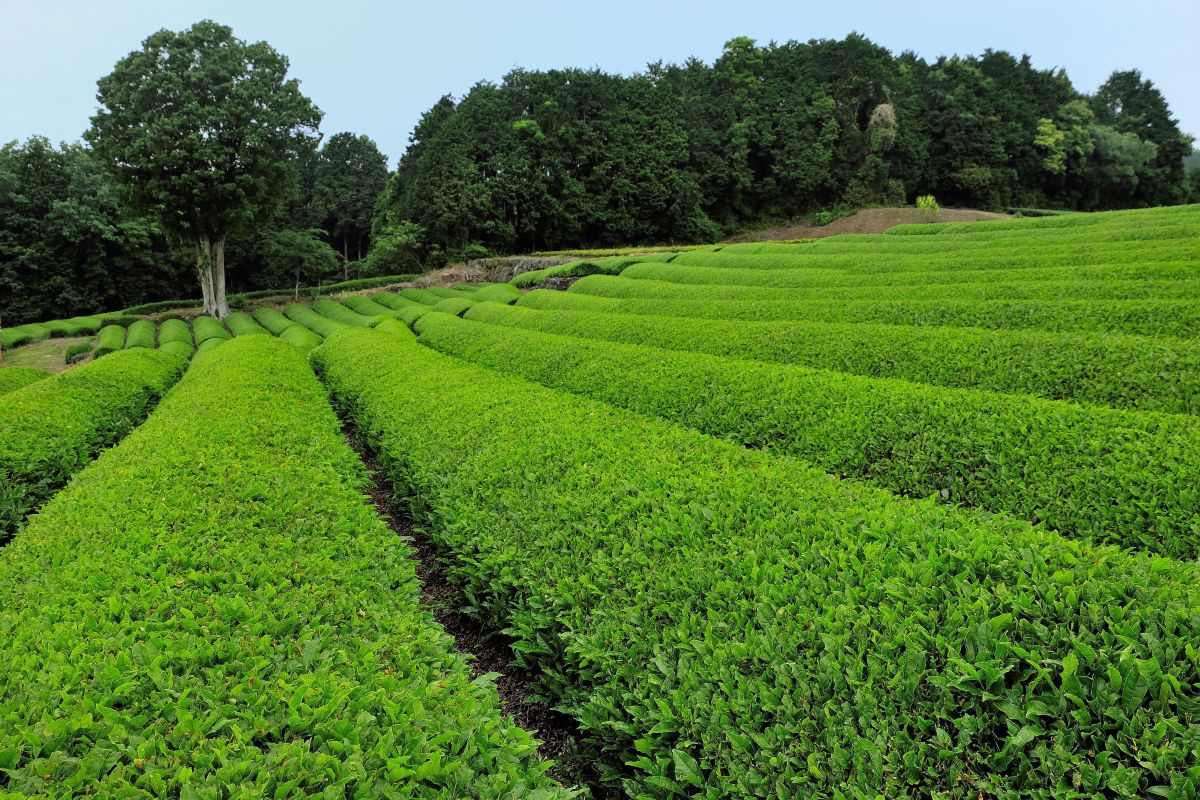 FUJIFILM X-T1で撮影された写真 | 写真検索 | GANREF