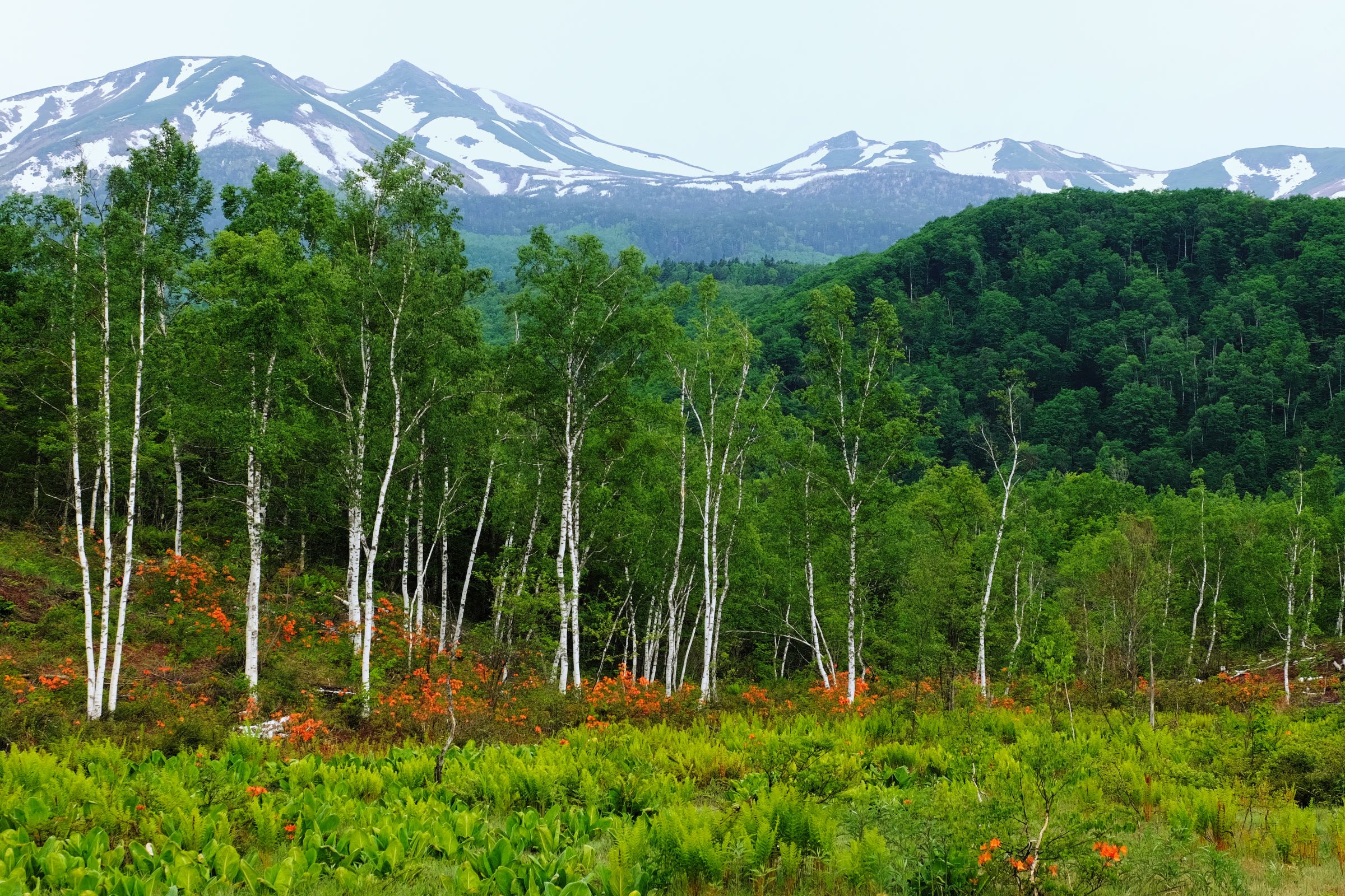 白樺林(一の瀬園地） | GANREF