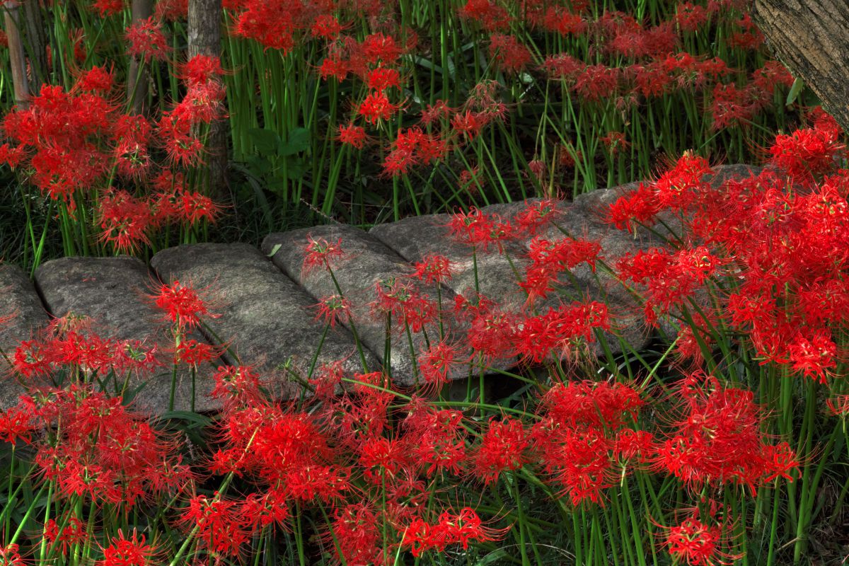 FUJIFILM X-H1で撮影された写真 | 写真検索 | GANREF