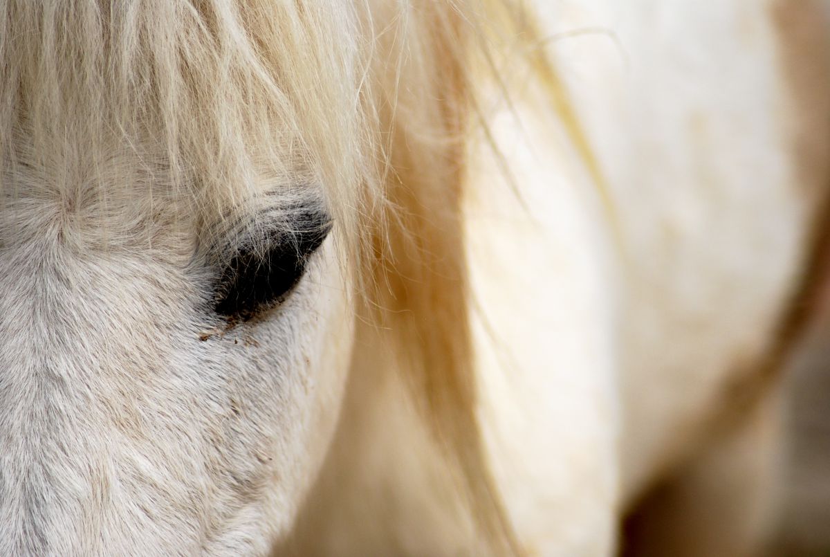 白馬 動物 その他の陸の生物 Ganref 白馬 動物 その他の陸の生物 Ganref