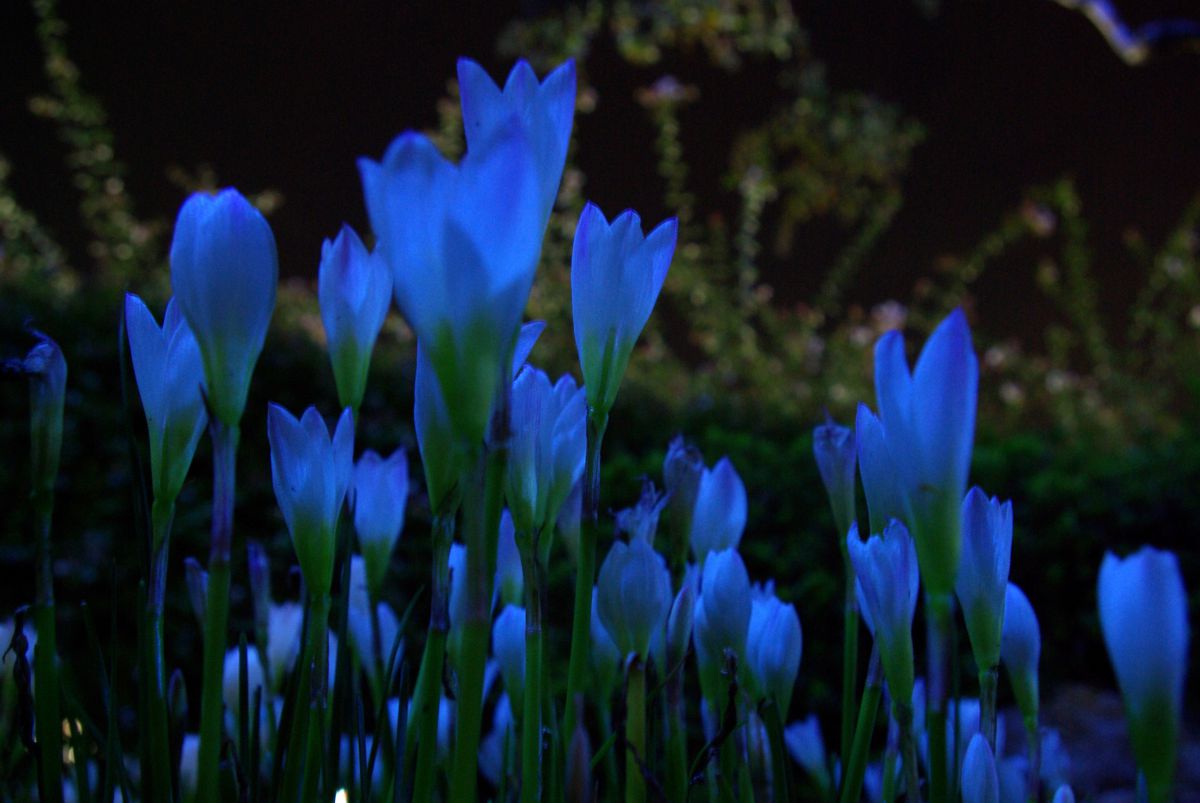 夜光花 植物 花 花びら Ganref 夜光花 植物 花 花びら Ganref