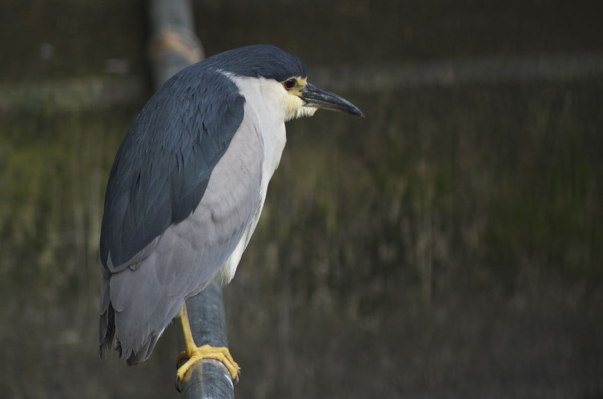 正五位鷺 動物 鳥類 Ganref