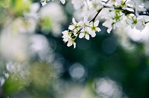 すももの花 植物 花 花びら Ganref