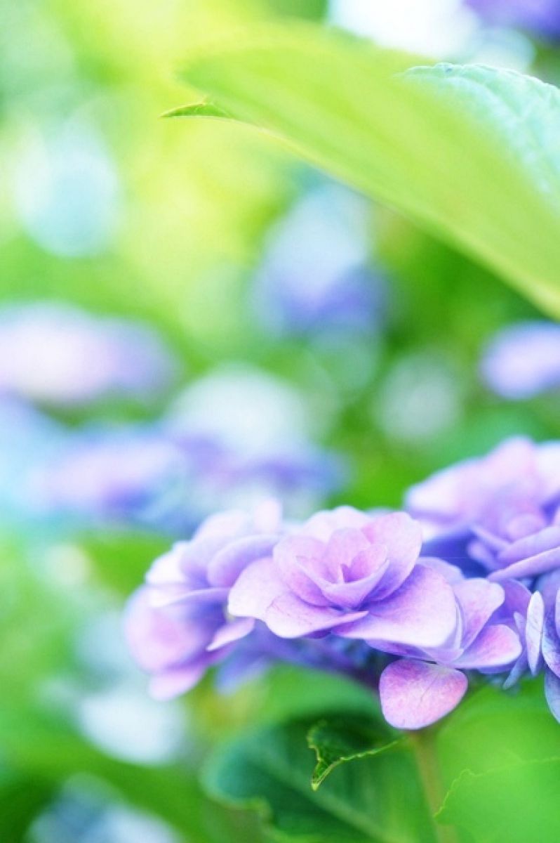 夜明けの紫陽花 植物 花 花びら Ganref