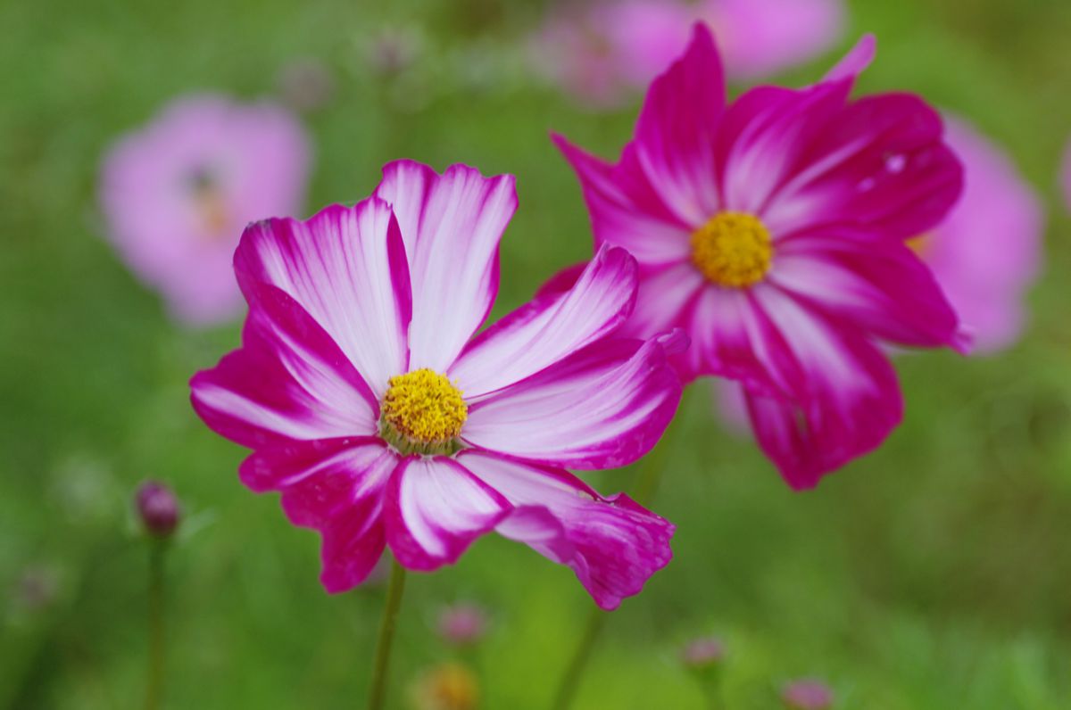 2色コスモス 植物 花 花びら Ganref