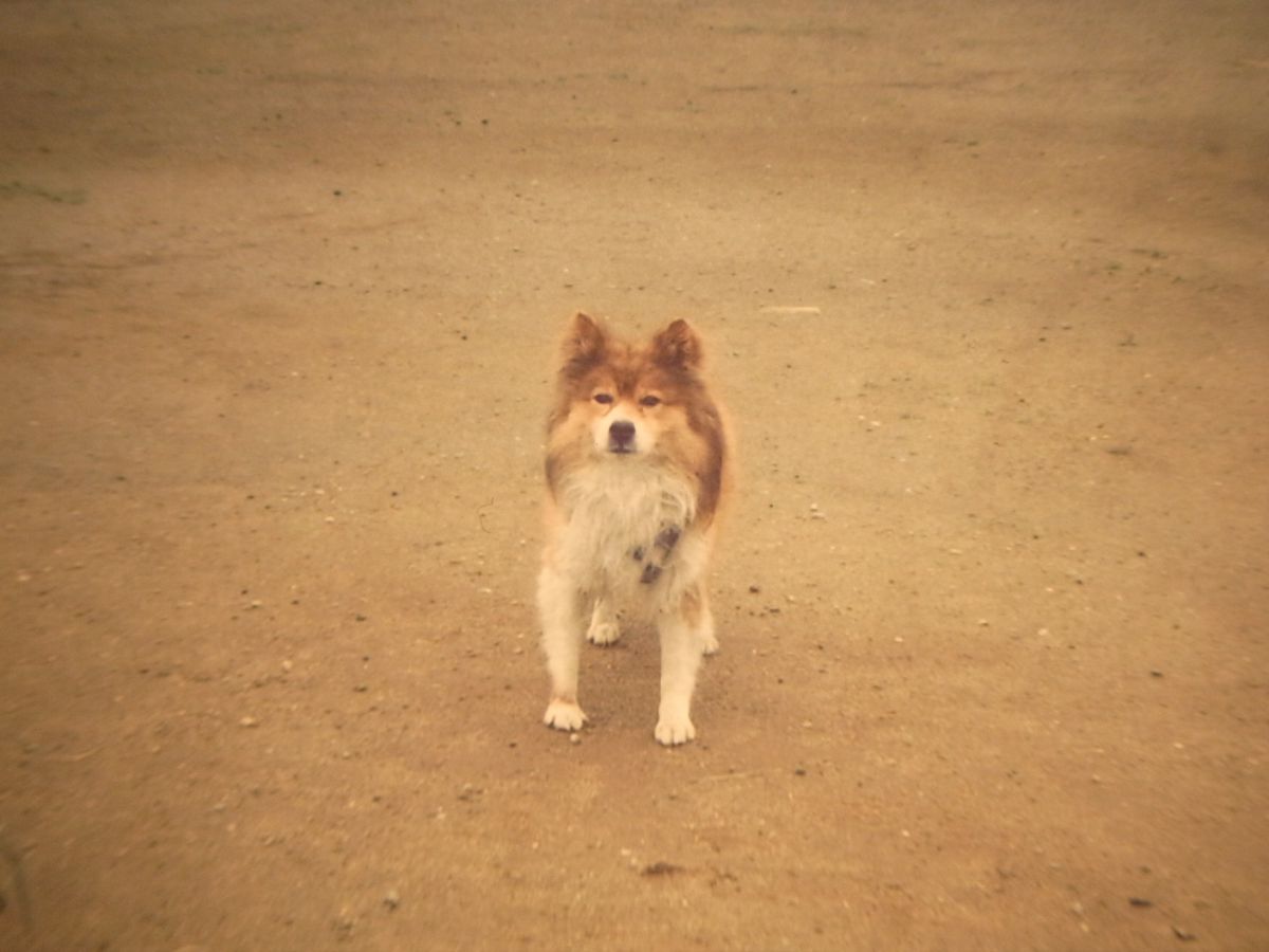 ショット数4393回✨インスタ撮影✨GR DIGITAL III 428-1 ショット数