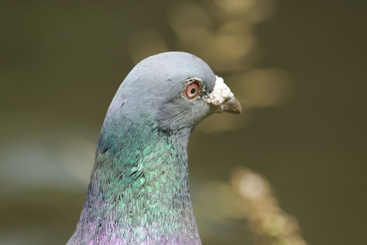 ドアップ 動物 鳥類 Ganref