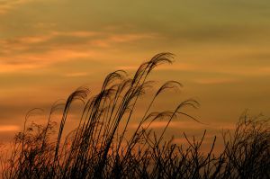枯れすすき 植物 草 葉 芽 Ganref