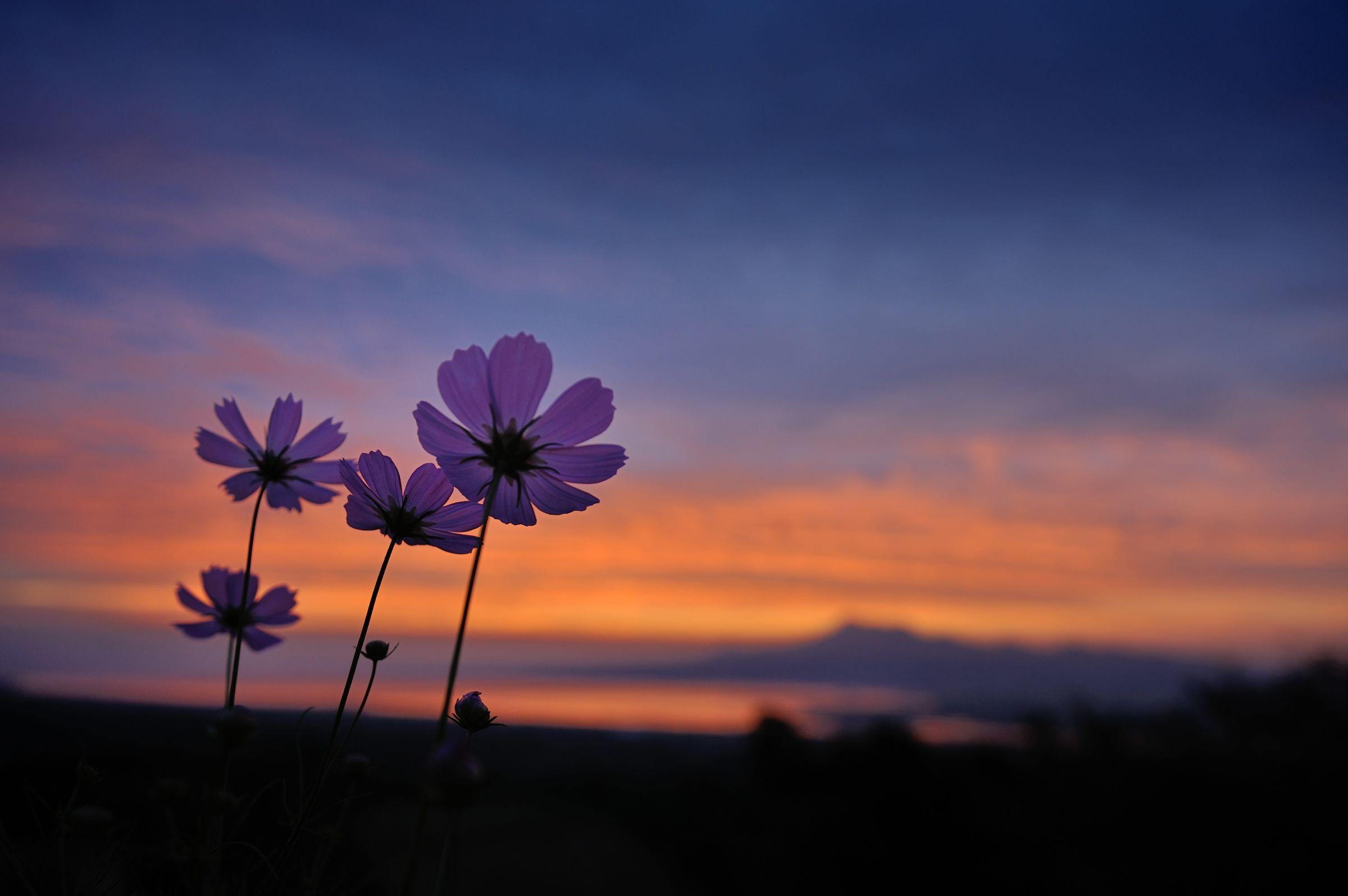 秋の朝 秋の朝 | GANREF