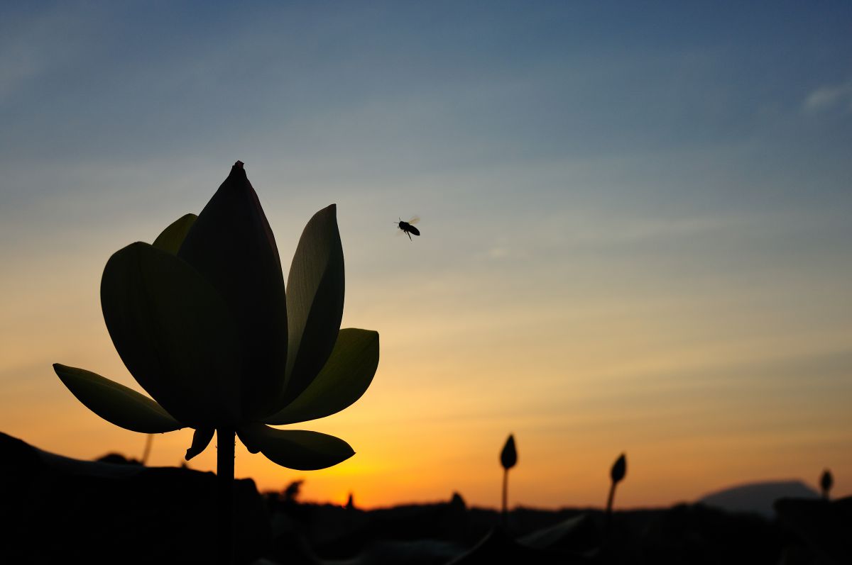 朝焼けのハス 植物 花 花びら Ganref