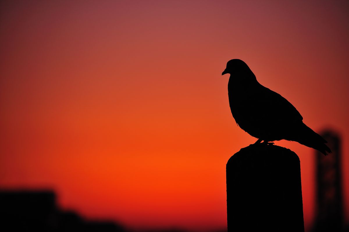 平和の使者 動物 鳥類 Ganref