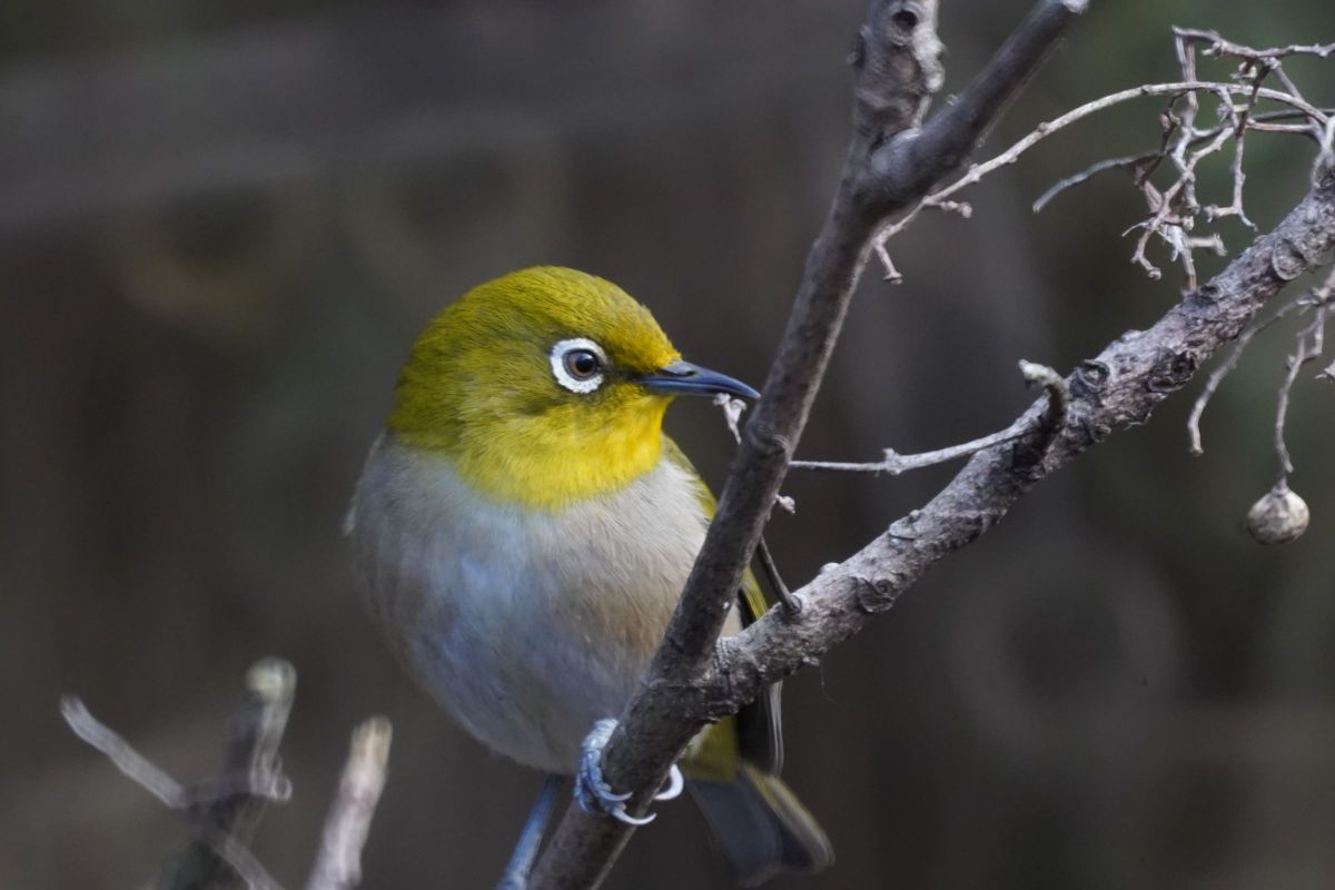Tokina SZ 900mm PRO Reflex F11 MF CFで撮影された写真 | 写真検索