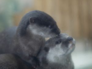 ゴロリ 動物 その他の海の生物 Ganref