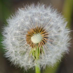 タンポポページ タンポポ | 植物図鑑 - ボタニーク