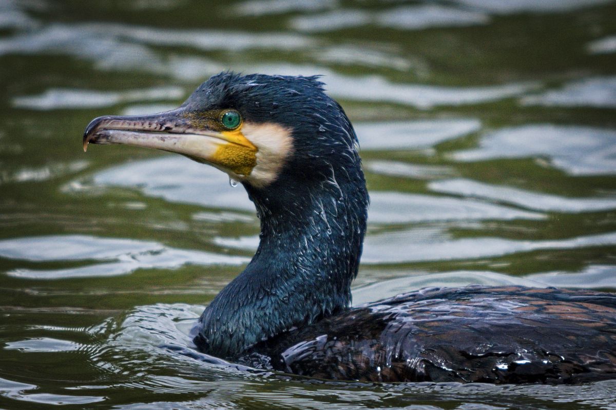 鵜 動物 鳥類 Ganref