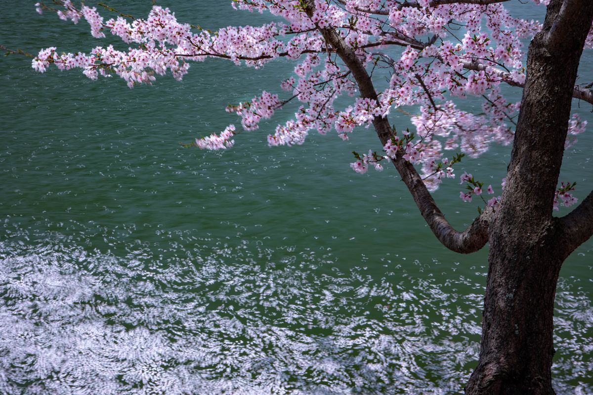 散る桜が花筏として映える 植物 花 花びら Ganref