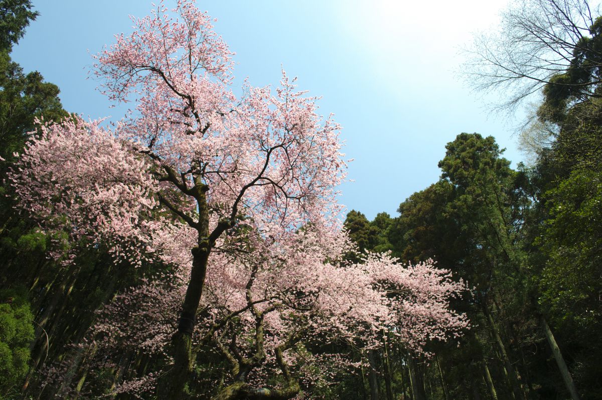 桜花爛漫 虎尾桜 植物 桜 Ganref