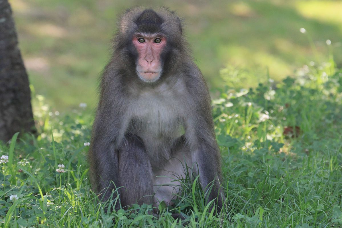 サルが来た＃2 GANREF