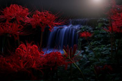 みんなが撮影した彼岸花（ヒガンバナ）の写真 | GANREF