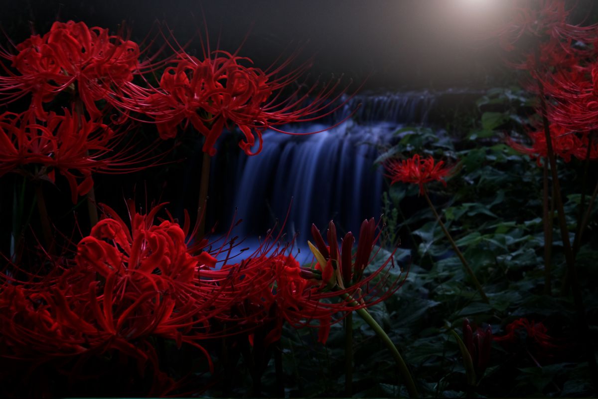 生写真確認用part2 10%OFFクーポン対象】【即配】(KT) 77mm ZX II (ゼクロスII