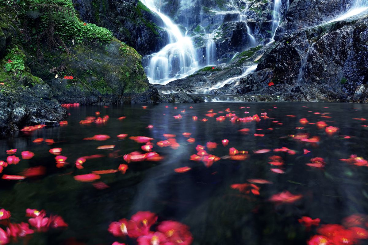 滝壺の椿姫 自然 風景 滝 Ganref