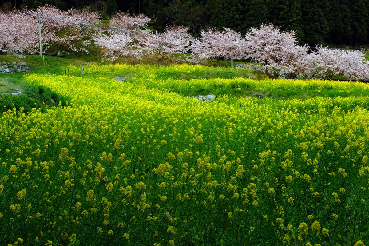 春めく丘で 植物 花 花びら Ganref