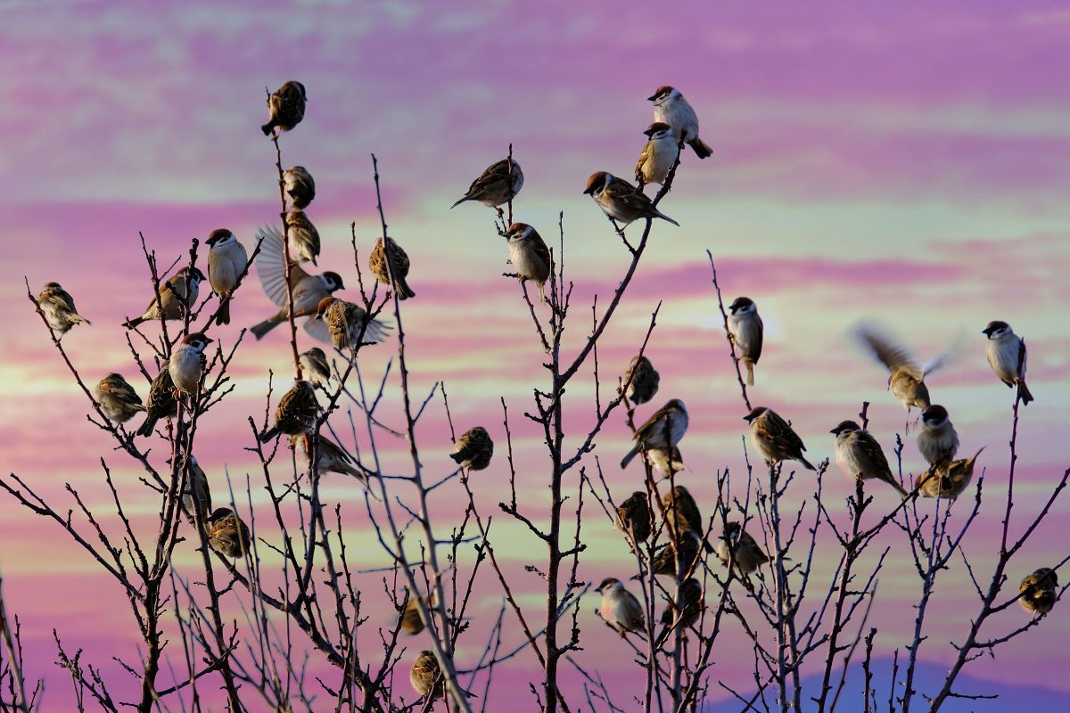 18-300mm F/3.5-6.3 Di III-A VC VXDで撮影された写真 | 写真検索 | GANREF