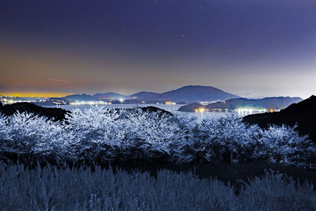 確認(  ᷇࿀ ᷆ و)و画像8枚 コロコロしたチンチラの絵文字を作ってみました。これがチンチラなのか