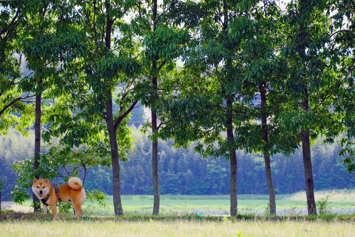 18-300mm F/3.5-6.3 Di III-A VC VXDで撮影された写真 | 写真検索 | GANREF