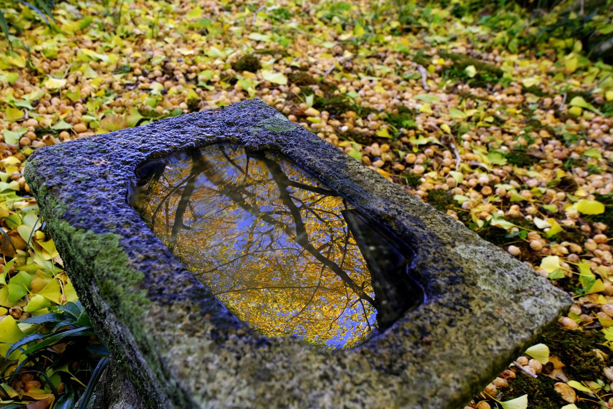 18-300mm F/3.5-6.3 Di III-A VC VXDで撮影された写真 | 写真検索 | GANREF