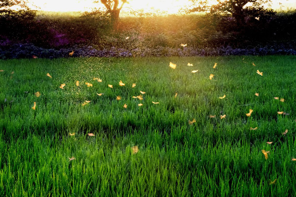 18-300mm F/3.5-6.3 Di III-A VC VXDで撮影された写真 | 写真検索 | GANREF