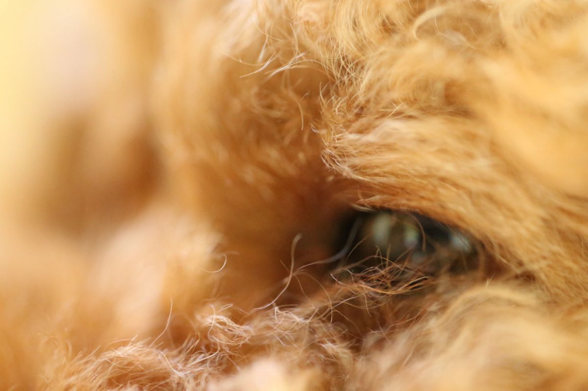 どこ見てんのよぉ 動物 犬 Ganref
