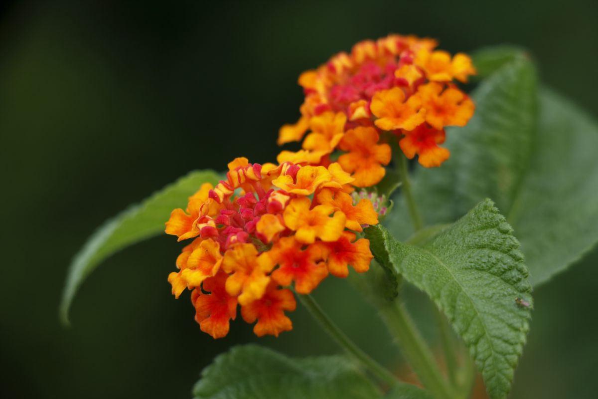 Wi-Fi搭載♪☆とってもお得なダブルレンズセット☆ Canon EOS 70D
