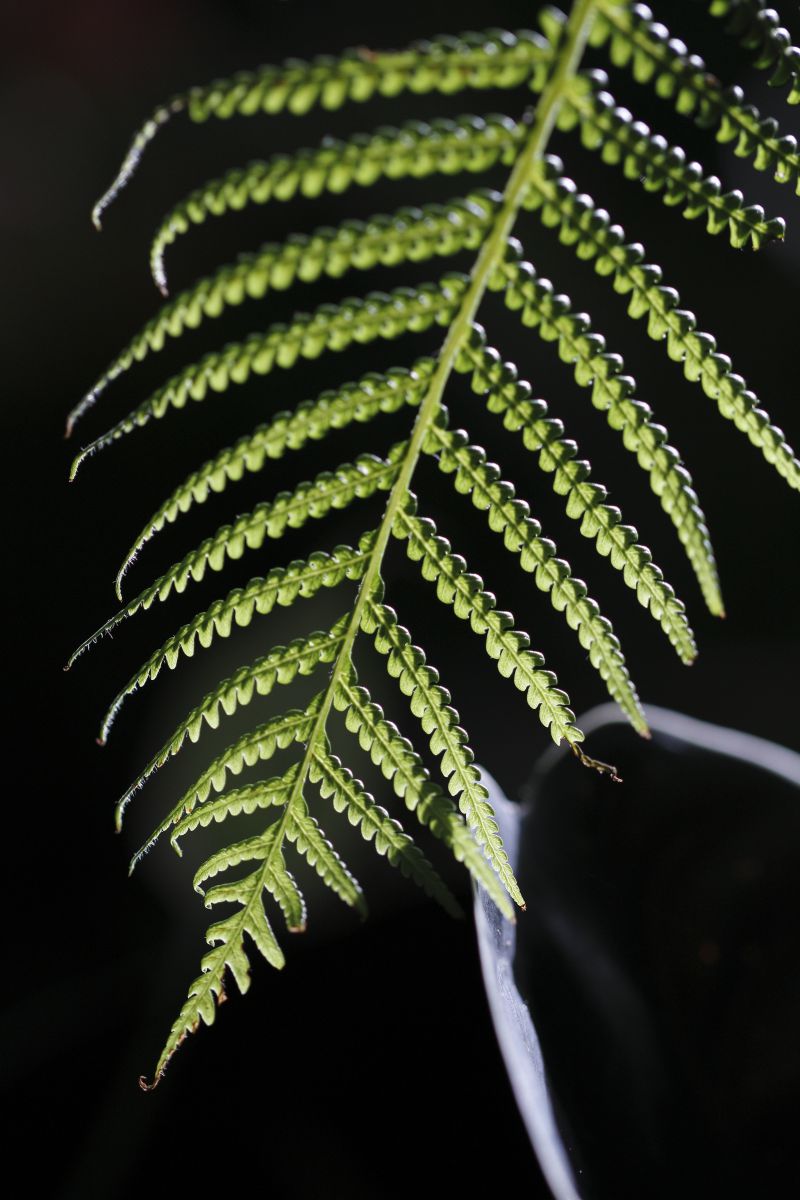Canon EOS 70D(W) EFS24mmマクロレンズACRK Amazon.co.jp: 58mm 0.43倍 AlturaフォトプロフェッショナルHD